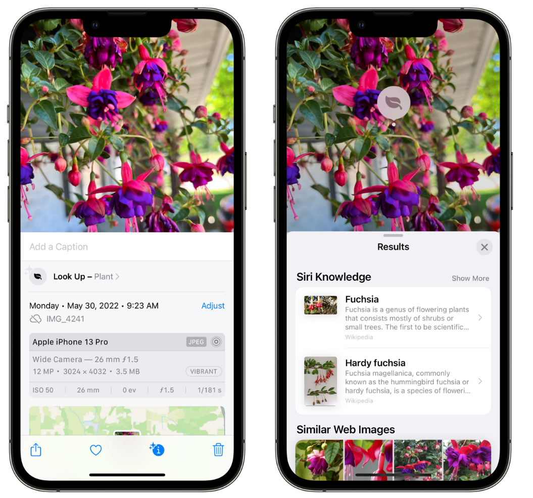 前锋苹果手机维修分享小技巧：使用 iPhone 相机识别花卉植物 